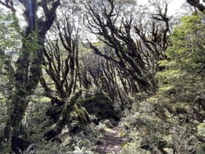 ノープランNZ旅行記 8日目 其の肆