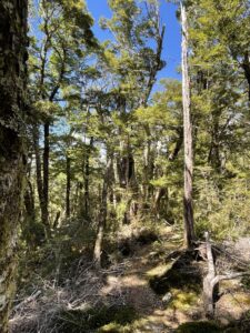 Nelson Hiking：Rocks Hut編　其の参